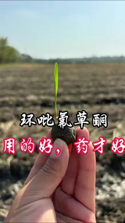 环吡氟草酮，你用对了么？#分享农业知识帮农民增产增收