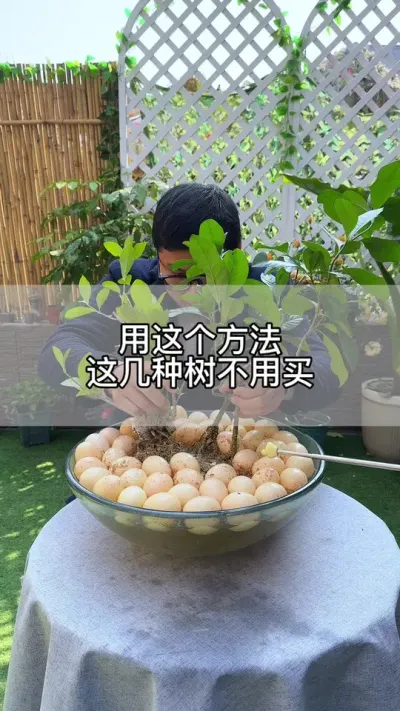 这些花不用花钱买，一片叶子就能繁殖#花卉绿植 #养花 #种植小技巧
