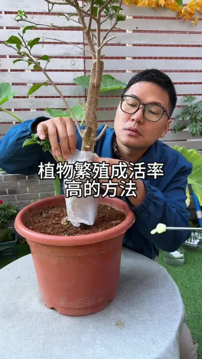 植物扦插繁殖技巧#花卉绿植 #养花