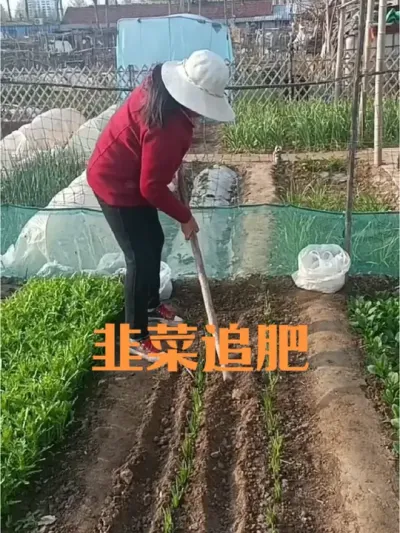 如何给韭菜追肥#韭菜追肥