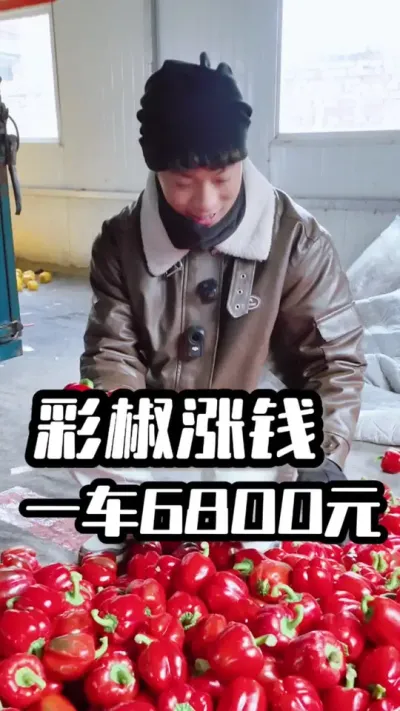 彩椒涨钱啦！今天一车卖了7000块！看样子头茬有望破十万了！ #三农#新农人#我的乡村生活#返乡创业#星乡村星农人
