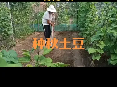 2024年种植秋土豆的作品（供参考）
