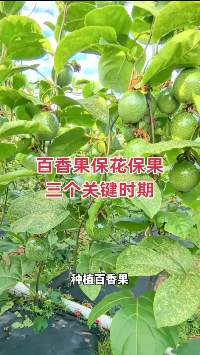 百香果促花保果三个关键时期#百香果种植技术 #百香果种植 #黄金百香果种植技术 #百香果促花保果 #钦蜜9号百香果