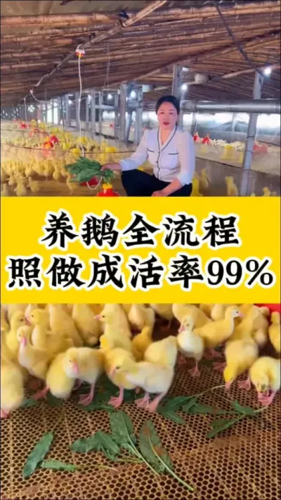 #养鹅技术分享 #养鹅人 #养鹅#记录养殖生活