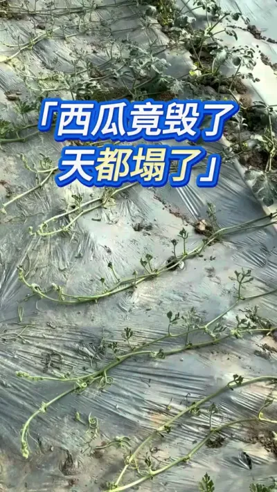 西瓜种植马上座瓜了，一夜醒来，天塌了 #创作灵感 #大棚西瓜种植技术 #西瓜管理 #西瓜种植技术 #种西瓜