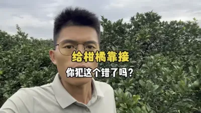 给柑橘靠接，这个错误你犯了吗？ #柑橘种植 #三农 #农业 #嫁接 #果树管理 