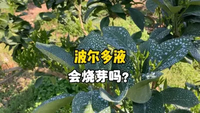 自配的波尔多液会烧柑橘嫩叶吗？ #农业 #三农 #柑橘种植 #波尔多液 
