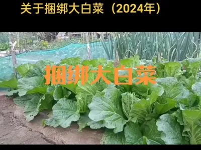 捆绑大白菜的益处及时间方法