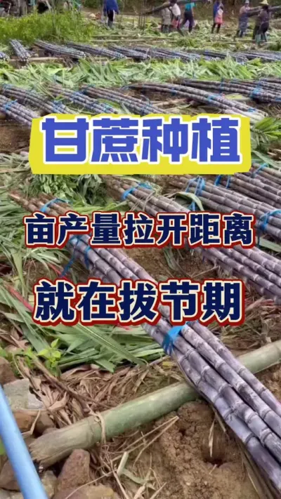 甘蔗亩产量距离拉开差距就在于拔节期，拔节期也是甘蔗水肥管理的关键时期#甘蔗 #甘蔗拉长 #甘蔗拔节
