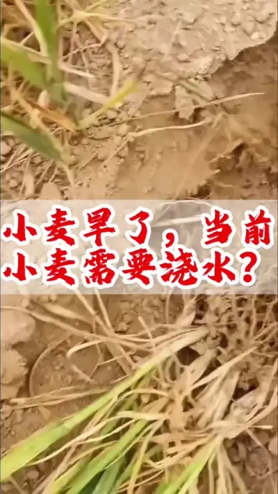 小麦旱了，有条件的可以浇水了。无法浇水地块需要缓解旱情。#分享农业知识帮农民增产增收 #农业植保知识分享 #农民种地不容易 #小麦 #小麦高产技术