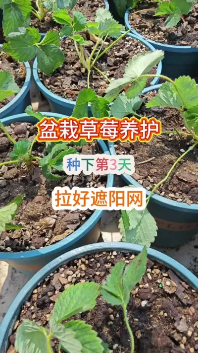 高温天气草莓怎么养护，广东什么时候可以种草莓，草莓的种植方法#草莓苗 #草莓种植 #盆栽草莓 #种草莓 #草莓种植方法