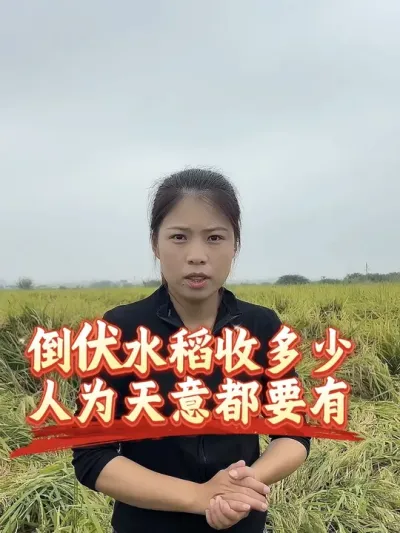 倒伏水稻不能不管啊，水不排不是雪上加霜么#抖音美好丰收节#抖音新农人#星农星乡村#丰收中国2025