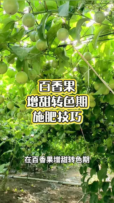 百香果增甜转色期施肥技巧#百香果种植 #百香果种植技术 #黄金百香果种植技术 #百香果 #浩伟方