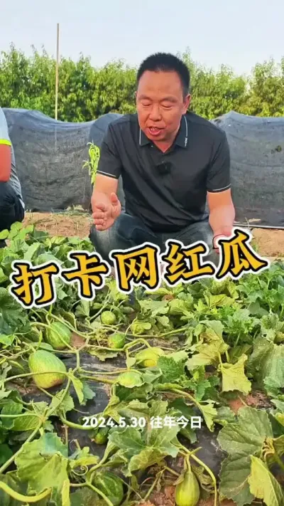 #网红打卡地 #网红打卡地 #萝卜种植