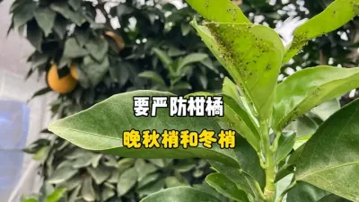 柑橘的晚秋梢或冬梢为什么要抹除？ #三农 #晚秋梢 #柑橘种植 #果树管理 #农业技术 