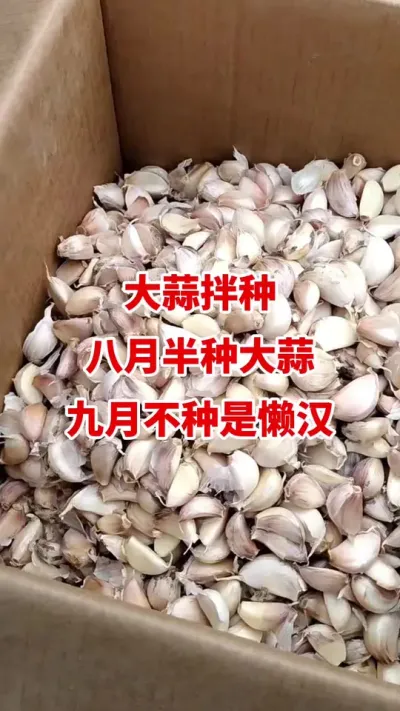 大蒜拌种八月拌种大蒜九月不种是懒汉#大蒜种植 #大蒜种植技术#大蒜拌种 #大蒜高产