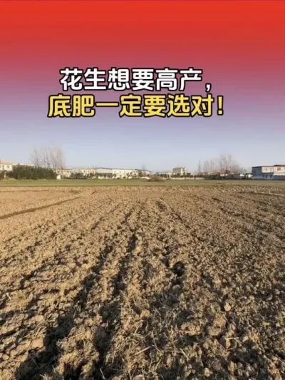 花生底肥是用硫酸钾比较好？还是花生专用肥好？哪种能让花生产量更高？#花生种植 #花生高产 #三农 #花生种植管理技术