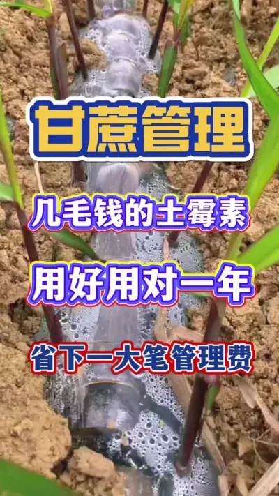 几毛钱的土霉素，用好用对，甘蔗一年省下一大笔管理费用！#甘蔗 #甘蔗种植#甘蔗施肥