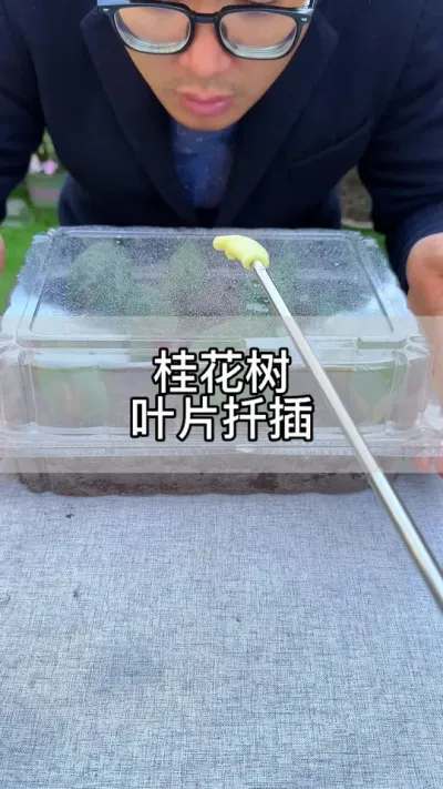学会这个方法，桂花树不用买#花卉绿植 #养花 #种植小技巧