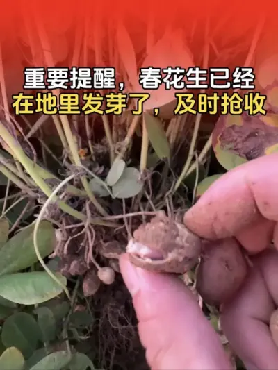 春花生成熟后，在地里已经发芽了，及时抢收，以免造成严重减产！#花生高产 #花生高产种植 #花生种植 #花生种植管理技术 #分享农业知识帮农民增产增收