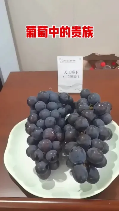 2025年11月22日，由国家葡萄产业技术体系杭州综合试验站举办的葡萄新品种品鉴会在浙江省农业科学院园艺研究所召开。