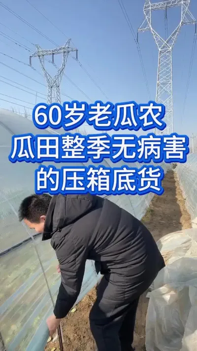 60岁老瓜农瓜田无害的压箱底好货 #创作灵感 #西瓜管理 #大棚西瓜 #西瓜 #西瓜种植