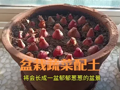 盆栽蔬菜如何配土#火葱