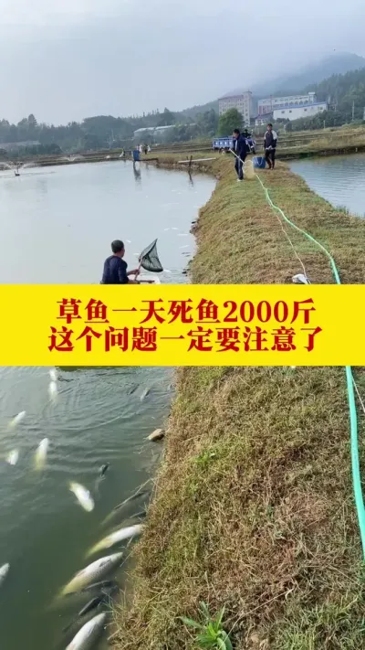 白露后草鱼塘问题#草鱼#草鱼养殖#四大家鱼#养鱼#鱼塘