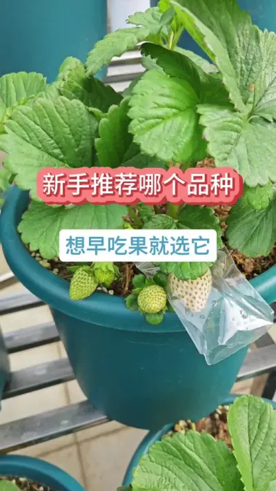 新手种什么品种的草莓，什么品种好种，草莓的种植过程，草莓的种植方法，新手种草莓 #草莓苗 #种草莓 #盆栽草莓 #草莓种植 #草莓种植技术
