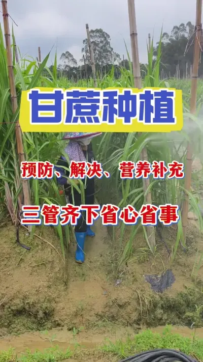 种甘蔗没用过这个小东西的真的是落后，想要今年产量翻一翻，一定要去试一试#甘蔗种植 #甘蔗施肥方法