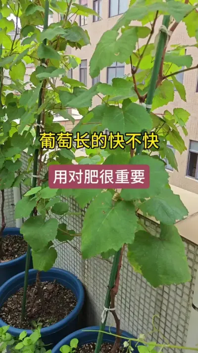 葡萄用什么肥长得快，新手种葡萄怎么施肥，葡萄怎么养护#葡萄种植 #葡萄施肥 #葡萄种植技术 #葡萄苗 #盆栽葡萄