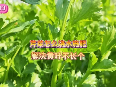 家庭种植芹菜怎么管理才能长得又高又嫩，明白这些环节事半功倍 #自己种的纯天然的绿色蔬菜 #抖音助农 #三农 #抖音助农 #田间地头走一走 