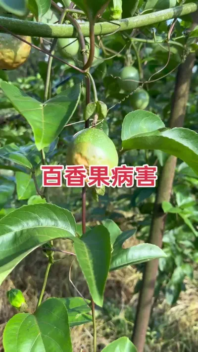 你的百香果有这种问题吗？#百香果病害 #百香果种植 #百香果种植技术 #黄金百香果 #浩伟方