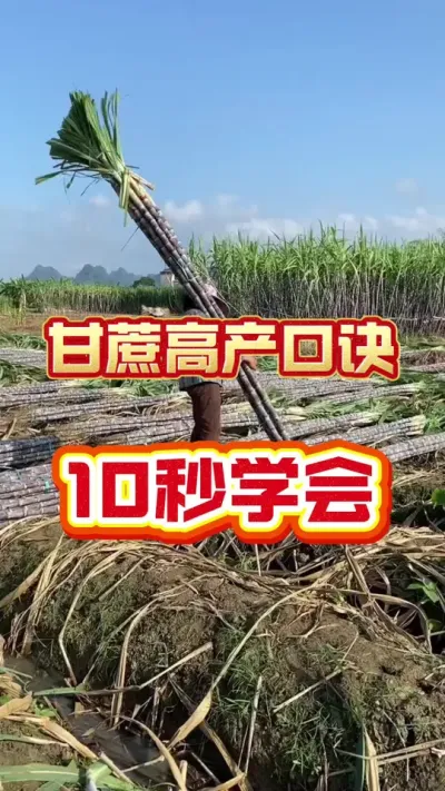想要甘蔗亩产翻倍，记住这个口诀#甘蔗种植 #种植小技巧 #甘蔗施肥方法