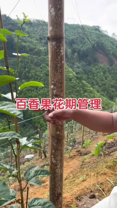 百香果花期管理#百香果种植 #百香果种植技术 #黄金百香果种植技术 #百香果 #浩伟方