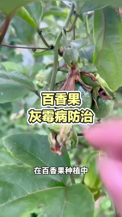 百香果灰霉病防治#百香果灰霉病 #百香果种植 #百香果种植技术 #黄金百香果种植 #浩伟方