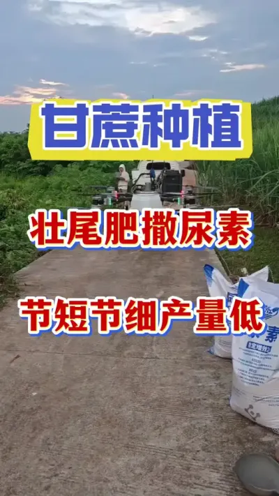 甘蔗壮尾肥做错这件事，甘蔗必然减产减收甚至全年绝收#甘蔗拔节#甘蔗种植#甘蔗
