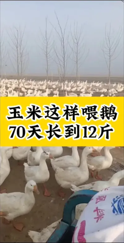 #养鹅技术分享 #养鹅人 #科学养鹅 #生态养鹅