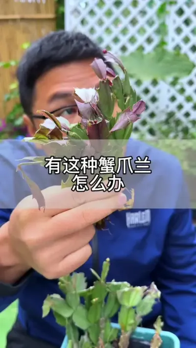 蟹爪兰扦插繁殖 #花卉绿植 #养花 #种植小技巧