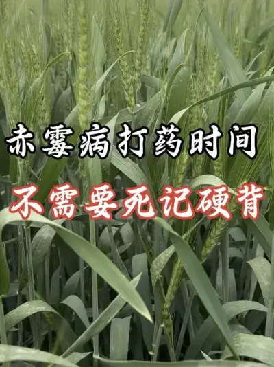 赤霉病打药时间看小麦生育期，看天气，自己就能知道#分享农业知识帮农民增产增收