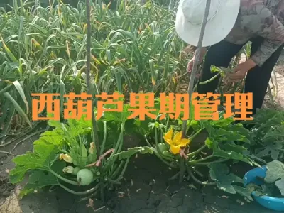 小菜园西葫芦果期管理#西葫芦