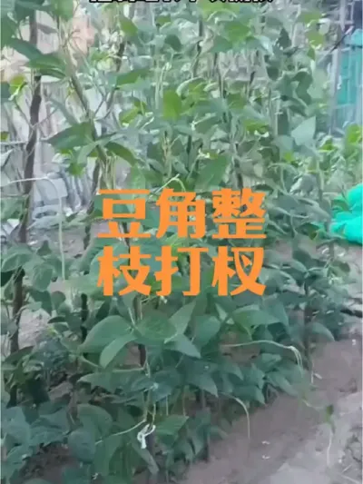 豆角如何整枝打杈#豆角