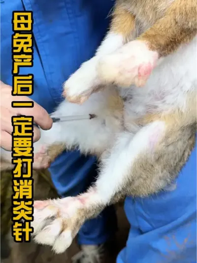 产后消炎不做好.各种兔病都来找#肉兔养殖 #养兔三分靠管理七分靠技术 #养兔技术 #干货分享