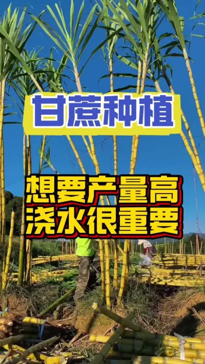 甘蔗离开水，产量就倒退，甘蔗你知道怎么浇水吗#甘蔗 #甘蔗种植 #甘蔗施肥方法