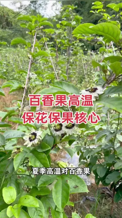 百香果高温保花保果核心技巧#百香果种植 #百香果种植技术 #黄金百香果种植技术 #百香果 #浩伟方