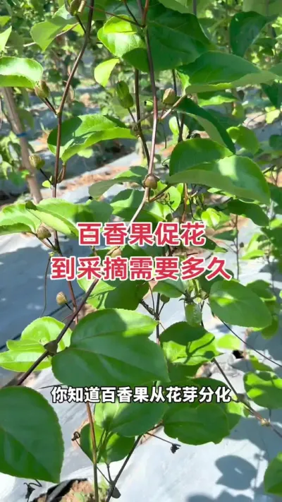 百香果从促花到采摘需要多长时间？#百香果 #百香果种植 #百香果种植技术 #种百香果 #黄金百香果种植技术