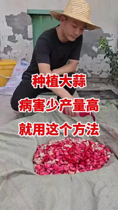 种大蒜病害少产量高就用这个方法#大蒜种植 #大蒜种植技术 #大蒜拌种 #大蒜高产