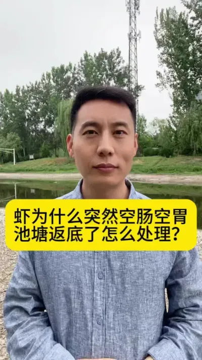虾为什么突然空肠空胃？池塘返底了怎么处理？#小棚养虾 #南美白对虾 #养虾人 #冬棚养虾 #创作灵感