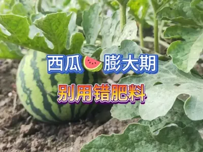 家庭露天种植的西瓜到了膨大期千万不要乱用肥料，否则个头不大！ #三农 #抖音助农 #种西瓜 #原创视频 #农业种植 