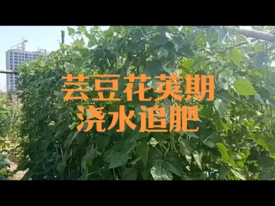 芸豆花荚期如何浇水追肥#四季豆